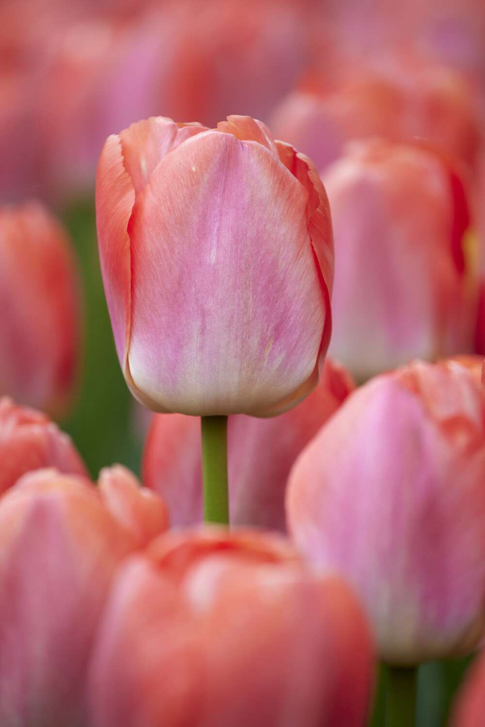 Tulpan 'Pink Pride'